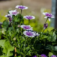 Bikupan, Flogatan 12, Trygghetsboende I Ringstorp, Helsingborg 2